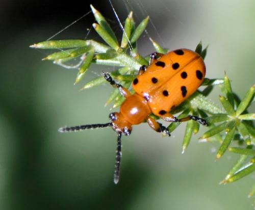 Réf. 281 631 : Crioceris duodecimpunctata